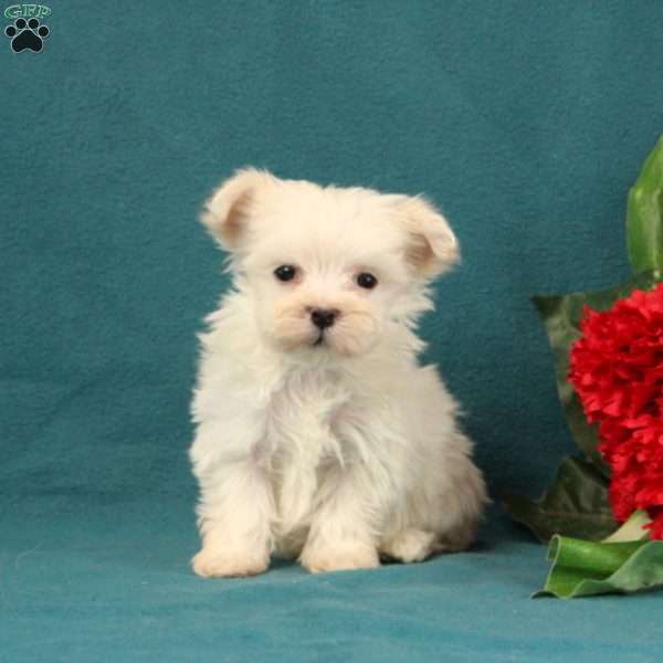 Anabella, Maltese Puppy